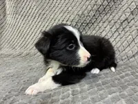 Gibson, a male Border Collie and Bernese Mountain Dog for sale in Chetek, WI – 7 of 10