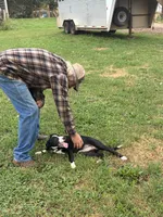 Silver, a female Border Collie and Bernese Mountain Dog for sale in Chetek, WI – 7 of 8