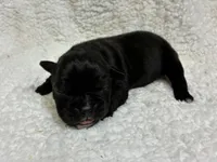 Ebony, a female Olde English Bulldogge for sale in Chetek, WI – 6 of 6