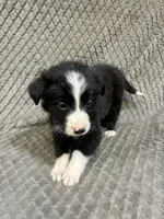 Gibson, a male Border Collie and Bernese Mountain Dog for sale in Chetek, WI – 4 of 10