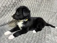 Yasmine, a female Border Collie and Bernese Mountain Dog for sale in Chetek, WI – 9 of 10