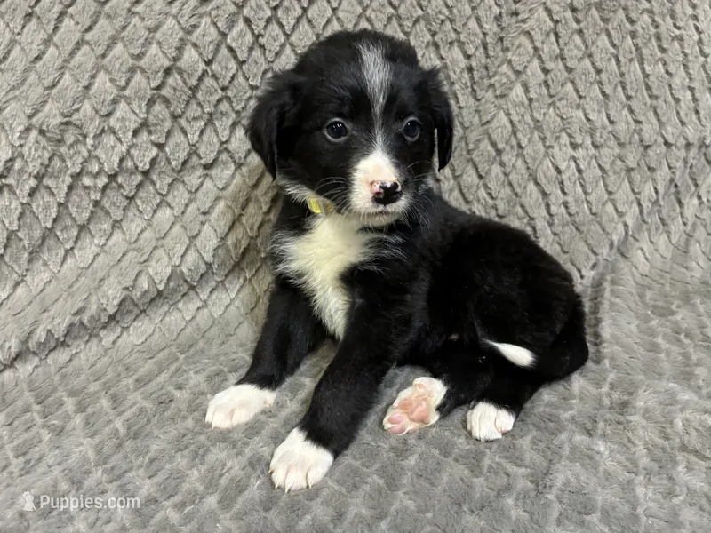 Yasmine – Border Collie, Bernese Mountain Dog puppy for sale in Chetek, WI