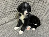 Yasmine, a female Border Collie and Bernese Mountain Dog for sale in Chetek, WI – 1 of 10