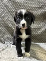Petunia, a female Border Collie and Bernese Mountain Dog for sale in Chetek, WI – 4 of 10
