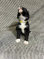 Yasmine, a female Border Collie and Bernese Mountain Dog for sale in Chetek, WI – 10 of 10