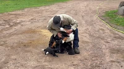 Yasmine, a female Border Collie and Bernese Mountain Dog for sale in Chetek, WI – 2 of 10