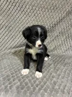 Yasmine, a female Border Collie and Bernese Mountain Dog for sale in Chetek, WI – 5 of 10