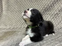 Gibson, a male Border Collie and Bernese Mountain Dog for sale in Chetek, WI – 3 of 10