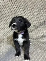 Peter, a male Border Collie and Bernese Mountain Dog for sale in Chetek, WI – 4 of 10