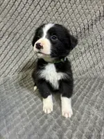 Gibson, a male Border Collie and Bernese Mountain Dog for sale in Chetek, WI – 5 of 10