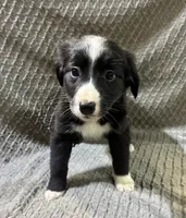 Petunia, a female Border Collie and Bernese Mountain Dog for sale in Chetek, WI – 7 of 10