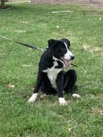 Silver, a female Border Collie and Bernese Mountain Dog for sale in Chetek, WI – 4 of 8