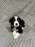 Gibson, a male Border Collie and Bernese Mountain Dog for sale in Chetek, WI – 9 of 10
