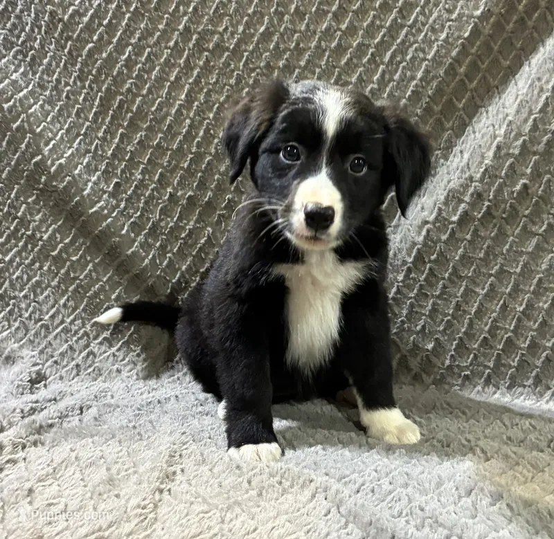 Petunia – Border Collie, Bernese Mountain Dog puppy for sale in Chetek, WI