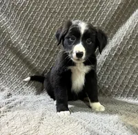 Petunia, a female Border Collie and Bernese Mountain Dog for sale in Chetek, WI – 1 of 10