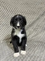 Benny, a male Border Collie and Bernese Mountain Dog for sale in Chetek, WI – 3 of 10