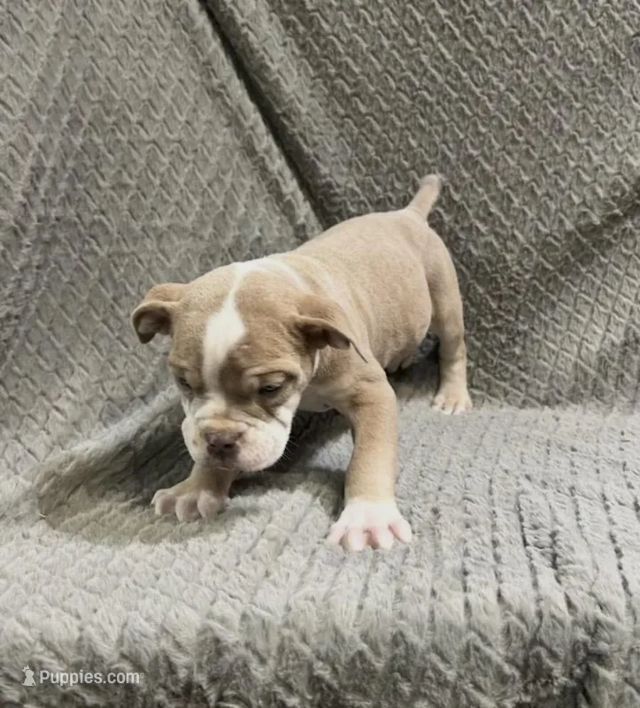 Future litter, a  Olde English Bulldogge for sale in Chetek, WI – Photo 1 of 6