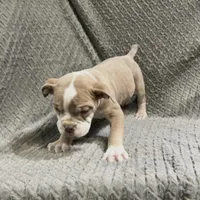 Future litter, a  Olde English Bulldogge for sale in Chetek, WI – Photo 1 of 6