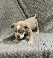 Future litter, a  Olde English Bulldogge for sale in Chetek, WI – Photo 1 of 6
