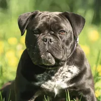 Future litter, a  Olde English Bulldogge for sale in Chetek, WI – Photo 2 of 6