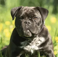 Future, a  Olde English Bulldogge for sale in Chetek, WI – Photo 2 of 2