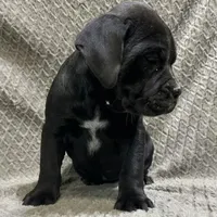 Future litter, a  Olde English Bulldogge for sale in Chetek, WI – Photo 4 of 6