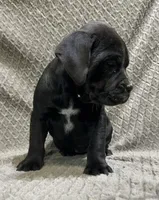 Future litter, a  Olde English Bulldogge for sale in Chetek, WI – Photo 4 of 6