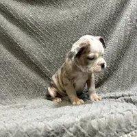Future litter, a  Olde English Bulldogge for sale in Chetek, WI – Photo 6 of 6