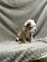 Future litter, a  Olde English Bulldogge for sale in Chetek, WI – Photo 6 of 6