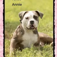 Future litter, a  Olde English Bulldogge for sale in Chetek, WI – Photo 3 of 6