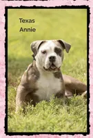 Future, a  Olde English Bulldogge for sale in Chetek, WI – Photo 1 of 2