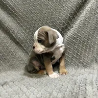 Future litter, a  Olde English Bulldogge for sale in Chetek, WI – Photo 5 of 6