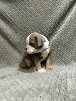 Future litter, a  Olde English Bulldogge for sale in Chetek, WI – Photo 5 of 6