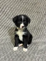 Yasmine, a female Border Collie and Bernese Mountain Dog for sale in Chetek, WI – 6 of 10
