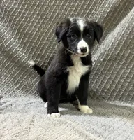Petunia, a female Border Collie and Bernese Mountain Dog for sale in Chetek, WI – 9 of 10