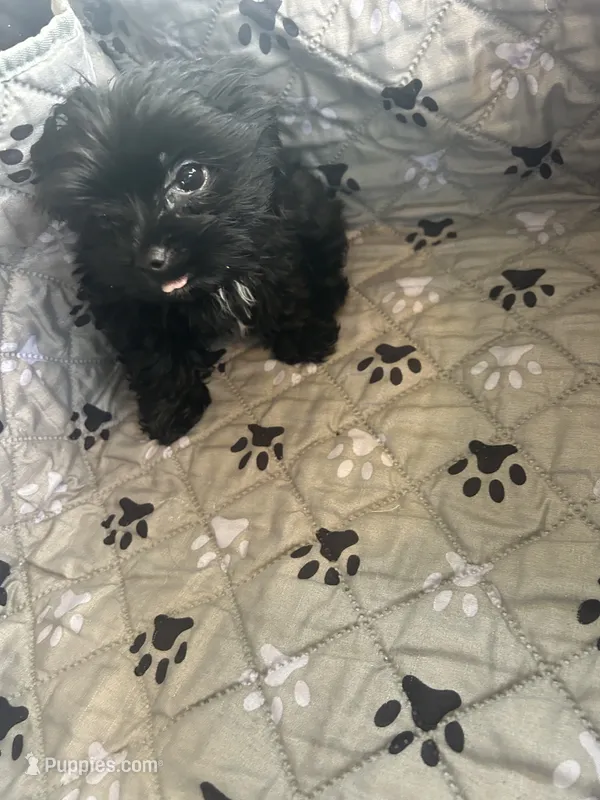 Elsa – Yorkshire Terrier puppy for sale in Princeton, KY