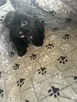 Elsa, a female Yorkshire Terrier for sale in Princeton, KY – 1 of 10