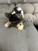 Sven, a male Yorkshire Terrier for sale in Princeton, KY – 6 of 10
