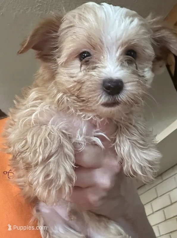 Manfred – Yorkshire Terrier puppy for sale in Princeton, KY