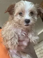 Manfred, a male Yorkshire Terrier for sale in Princeton, KY – 1 of 4