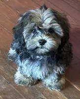 Cupid, a male Shorkie for sale in Princeton, KY – 1 of 8