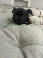 Elsa, a female Yorkshire Terrier for sale in Princeton, KY – 8 of 9