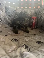 Ana, a female Yorkshire Terrier for sale in Princeton, KY – 8 of 10