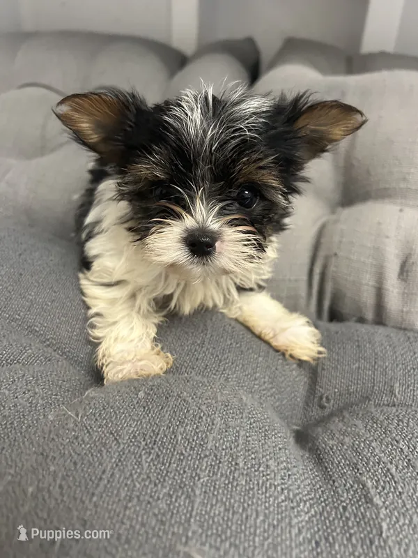 Sven – Yorkshire Terrier puppy for sale in Princeton, KY