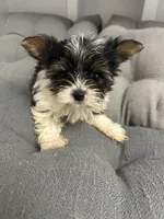 Sven, a male Yorkshire Terrier for sale in Princeton, KY – 1 of 10