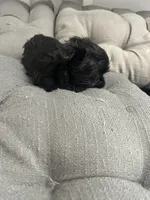 Elsa, a female Yorkshire Terrier for sale in Princeton, KY – 2 of 9