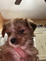Lilo, a female Yorkshire Terrier for sale in Princeton, KY – 3 of 7