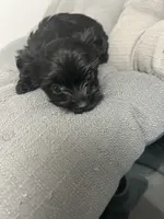 Elsa, a female Yorkshire Terrier for sale in Princeton, KY – 9 of 9