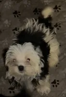Olaf, a male Yorkshire Terrier for sale in Princeton, KY – 1 of 5