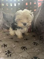 Olaf, a male Yorkshire Terrier for sale in Princeton, KY – 2 of 10